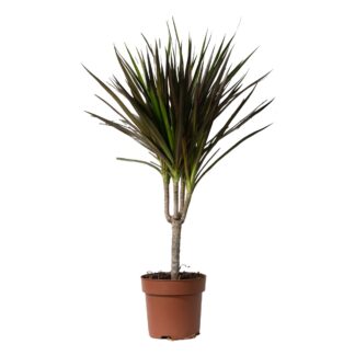 Dracaena Marginata 'Magenta' - Single Stem Dragon Tree - 70cm