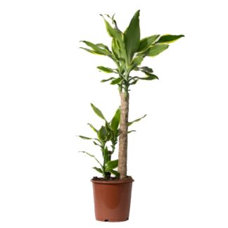 Dracaena Fragrans 'Golden Coast' - Dragon Tree - 75cm