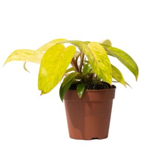 Philodendron 'Painted Lady ' - 50cm