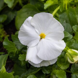 Pansy White - in Bud And Bloom