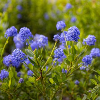 Ceanothus Victoria - Evergreen Californian Lilac Standard Tree - Circa 140-160cm