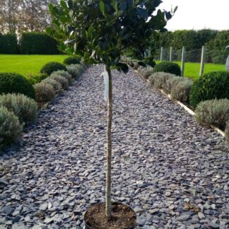 Ilex Aquifolium J C Van Tol - Large Standard Holly Tree