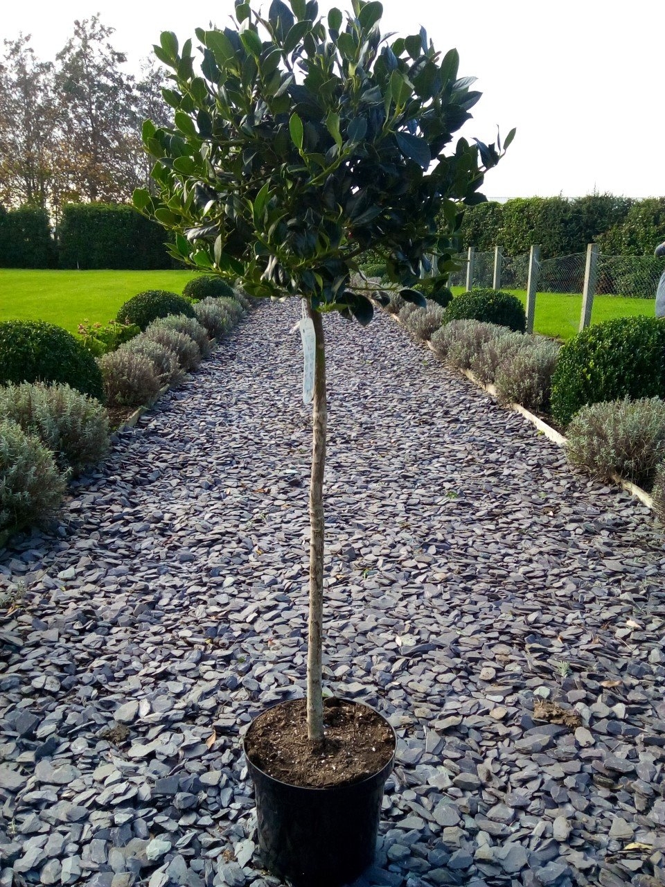 Ilex Aquifolium J C Van Tol - Large Standard Holly Tree