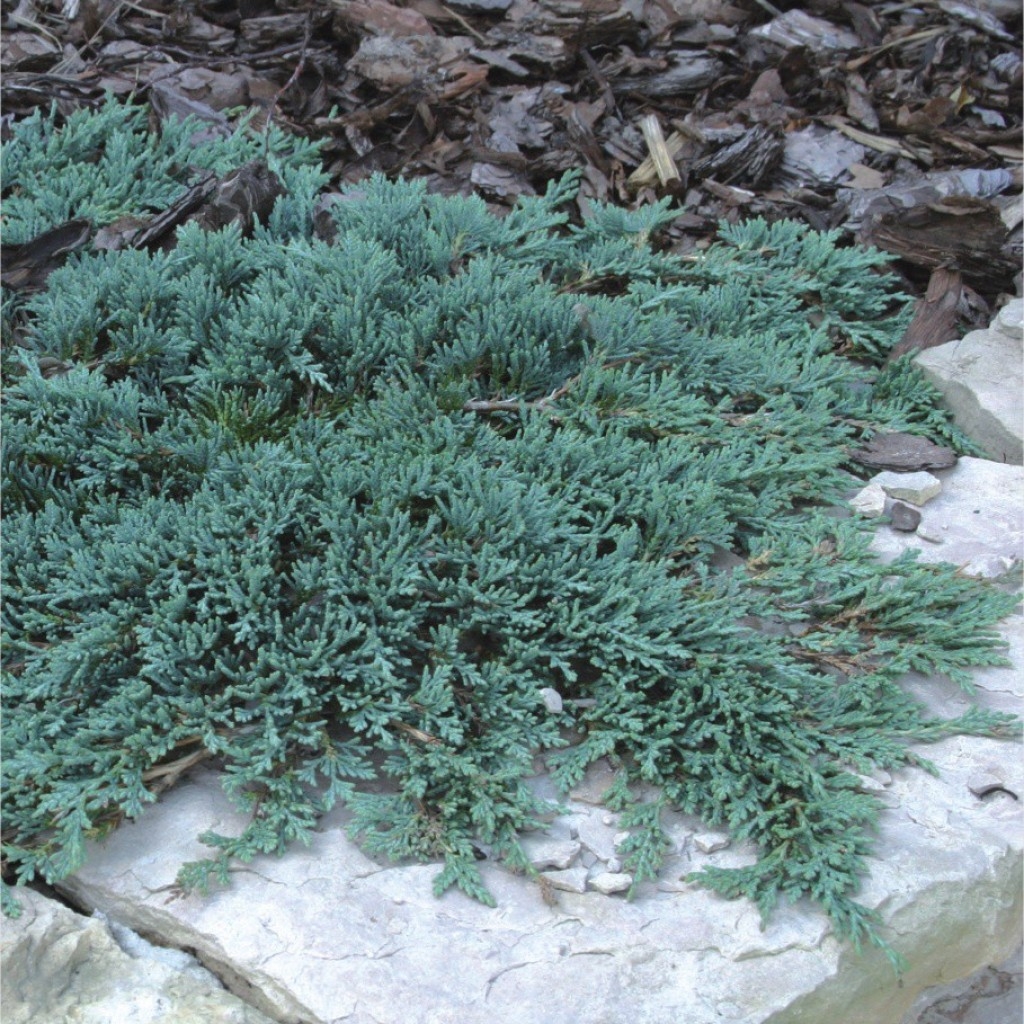Juniperus Horizontalis 'Icee Blue'