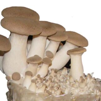 King Oyster Mushroom Grow Kit - Produce Your Own Tasty Fungi At Home