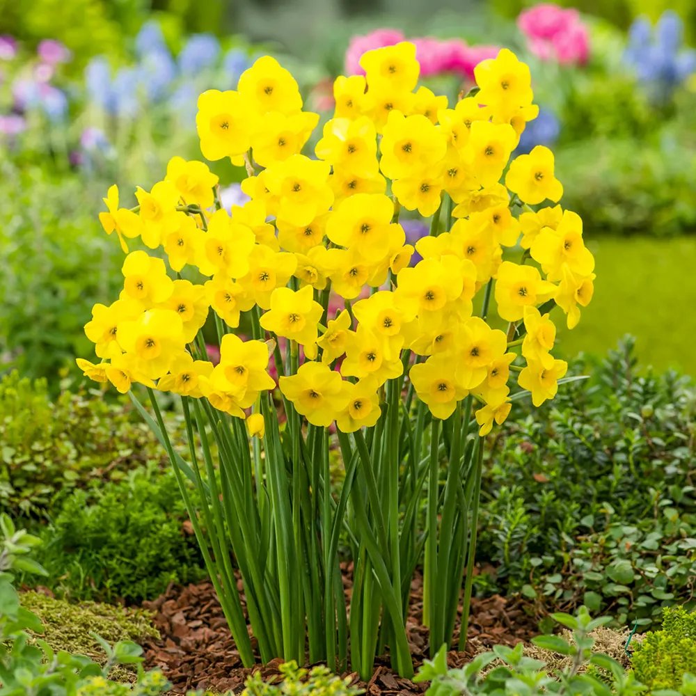 Narcissus - Kokopelli - Daffodil - Pack of 10 Bulbs