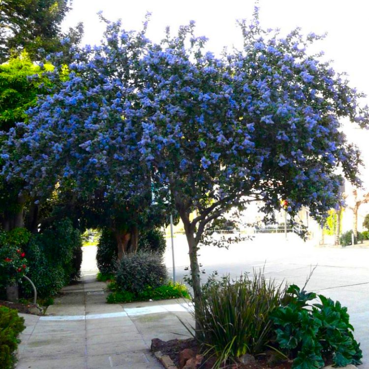 Ceanothus Victoria - Evergreen Californian Lilac Standard Tree - Circa 140-160cm
