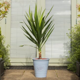 Large Yucca Elephantipes - Patio Palm Tree - Circa 140-160cm