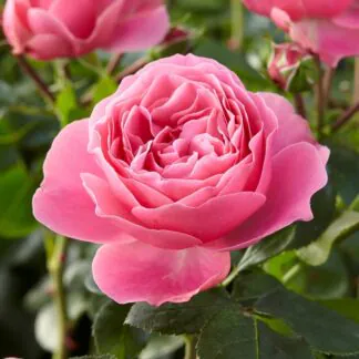 Rose 'Leonardo Da Vinci' - Shrub Rose