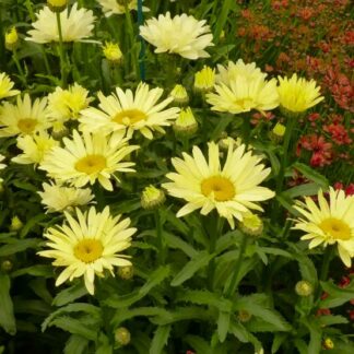 Leucanthemum Maximum Broadway Lights - Shasta Daisy