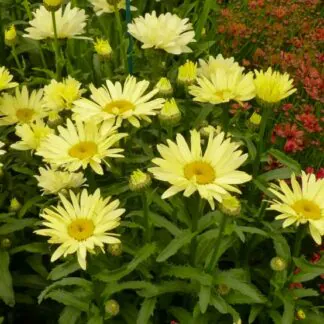 Leucanthemum Maximum Broadway Lights - Shasta Daisy