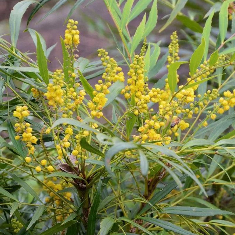 Mahonia Eurybracteata 'Sweet Winter'
