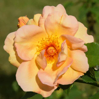 Rosa 'Maigold' - Climbing Rose