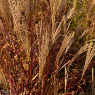 Miscanthus Sinensis 'Ruby Cute'