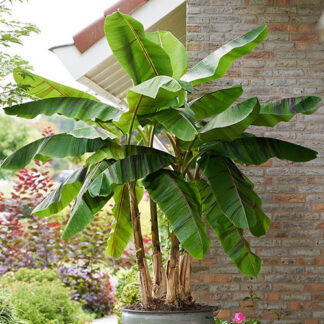 Musa Sikkimensis ‘ever Red’ - Hardy Darjeeling Banana  - Extra Large Circa 140-160cms Tall