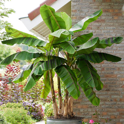 Musa Sikkimensis ‘ever Red’ - Hardy Darjeeling Banana  - Extra Large Circa 140-160cms Tall