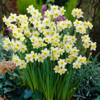 Narcissus Minnow - Pack of 40 Bulbs