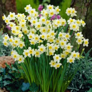 Narcissus Minnow - Pack of 40 Bulbs