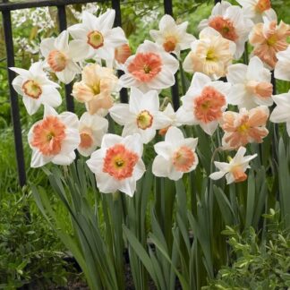 Large Pink Cupped Daffodil Blend Mix- Pack of 15 Bulbs