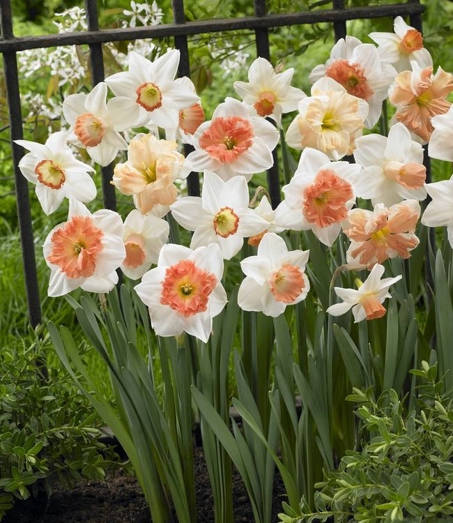 Large Pink Cupped Daffodil Blend Mix- Pack of 15 Bulbs
