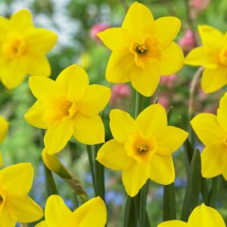 Daffodil - Narcissus Sweetness - Pack of 25 Bulbs