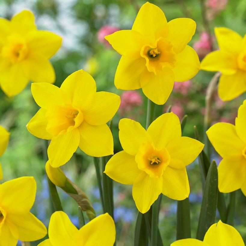 Daffodil - Narcissus Sweetness - Pack of 25 Bulbs