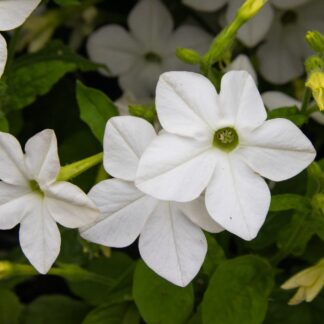 Nicotiana - White