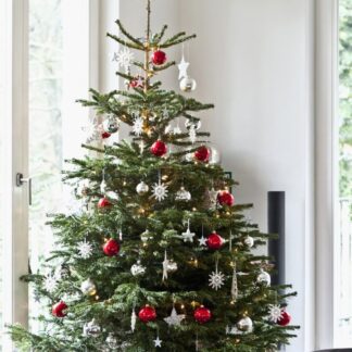 Fresh Cut Non-Drop Luxury Nordmann Fir Christmas Tree (Approx 7-8ft) + Delivered 1st To 6th Dec +
