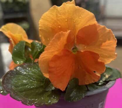 Pansy Clear Orange  - in Bud And Bloom