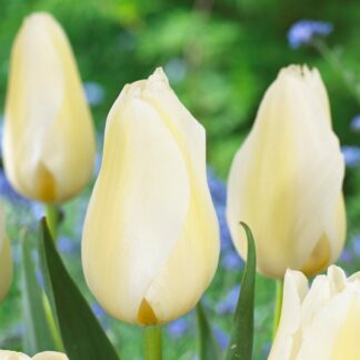 Tulip Orleans - Pack of 6