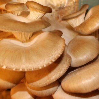Oyster Mushroom Grow Kit - Produce Your Own Tasty Fungi At Home