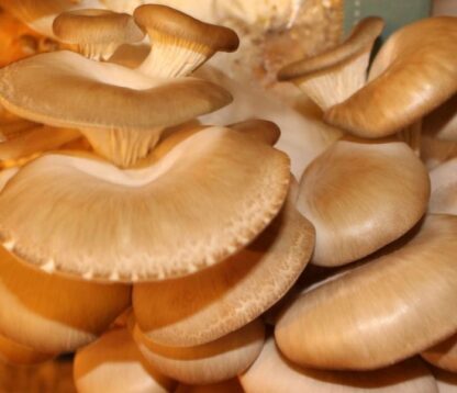 Oyster Mushroom Grow Kit - Produce Your Own Tasty Fungi At Home
