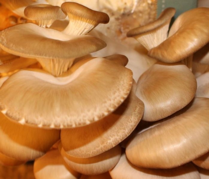 Oyster Mushroom Grow Kit - Produce Your Own Tasty Fungi At Home
