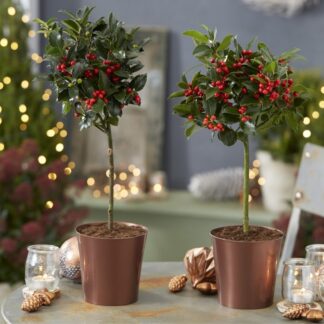Pair of Festive Patio Holly Trees Complete With Real Berries in Copper Pots