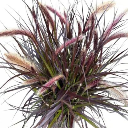 Pennisetum Tiny Tails - Dwarf Purple Fountain Grass