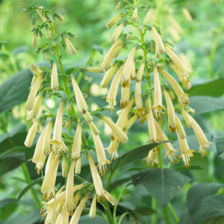 Phygelius Yellow Sovereign