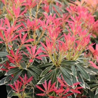 Pieris Japonica 'Flaming Silver' - Evergreen Pieris