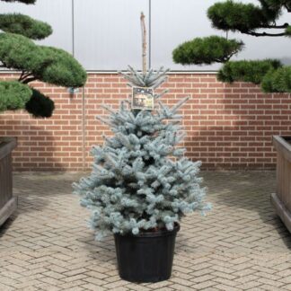 Luxury Fresh Christmas Tree (Picea Pungens Glauca) - Large 90-110cm Blue Spruce - For Immediate Dispatch
