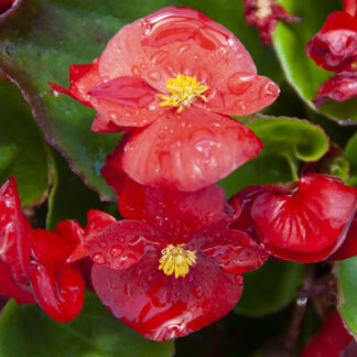 Begonia Semperflorens Red