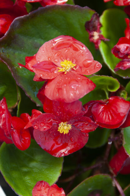 Begonia Semperflorens Red