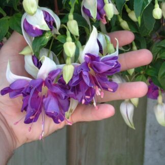 Fuchsia Blue Angel - Double Flowered Trailing Fuchsia