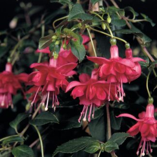 Fuchsia Blaze Away - Semi-Double Flame Flowered Trailing Fuchsia