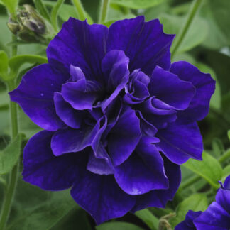 Petunia Tumbelina Belinda - Trailing Basket And Patio Plant