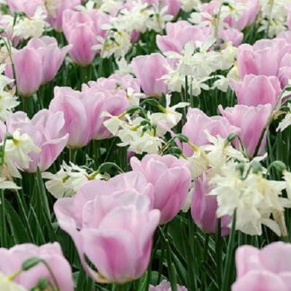 Simply Smashing - Tulip And Narcissus Mix - Pack of 25 Bulbs