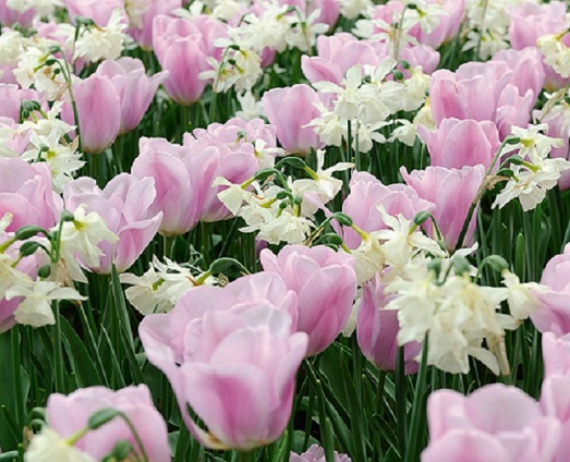 Simply Smashing - Tulip And Narcissus Mix - Pack of 25 Bulbs