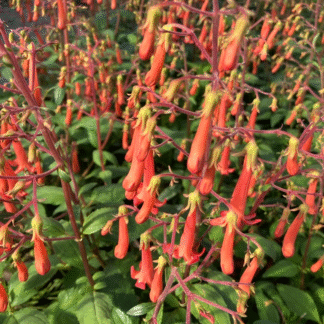 Phygelius ''Salmon Leap''
