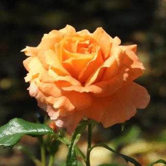 Rosa Orange - Shrub Rose