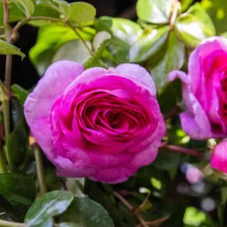 Rosa 'Oceana' - Hybrid Tea Rose
