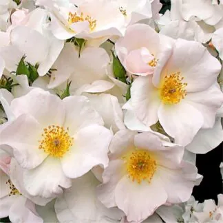 Rose 'Sally Holmes' - Climbing Rose