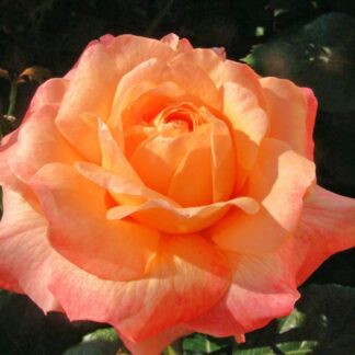 Rose School Girl - Climbing Rose